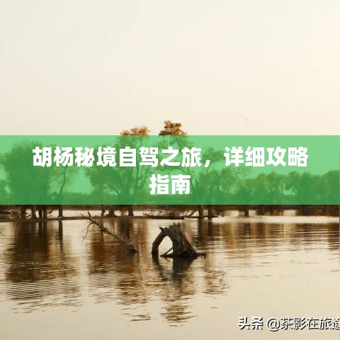 胡杨秘境自驾之旅，详细攻略指南