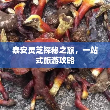 泰安灵芝探秘之旅，一站式旅游攻略