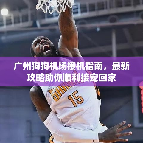 广州狗狗机场接机指南，最新攻略助你顺利接宠回家