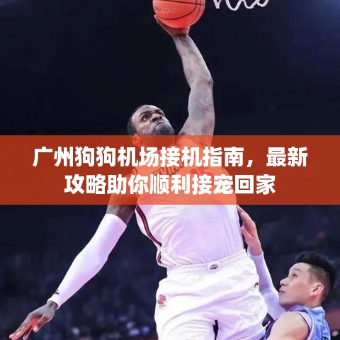 广州狗狗机场接机指南,最新攻略助你顺利接宠回家