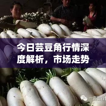 今日芸豆角行情深度解析，市场走势、价格及供需关系一网打尽
