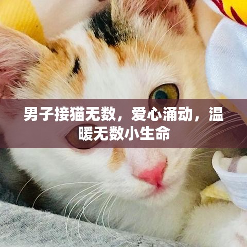 男子接猫无数，爱心涌动，温暖无数小生命