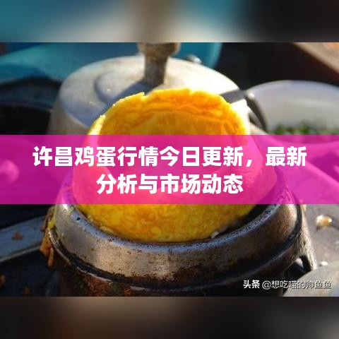 许昌鸡蛋行情今日更新,最新分析与市场动态