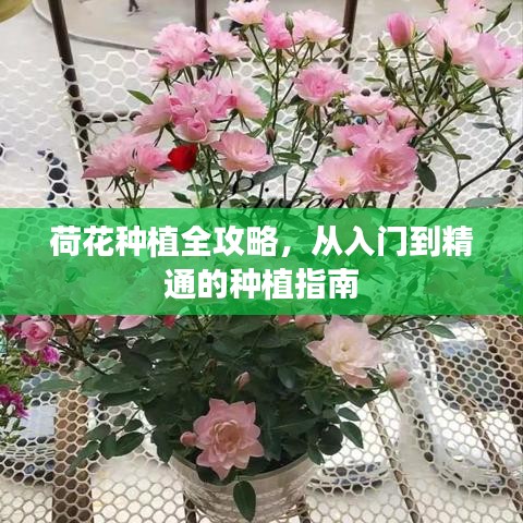 荷花种植全攻略,从入门到精通的种植指南