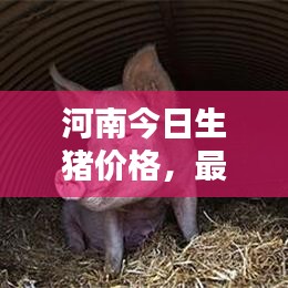 河南今日生猪价格，最新猪价行情一网打尽！