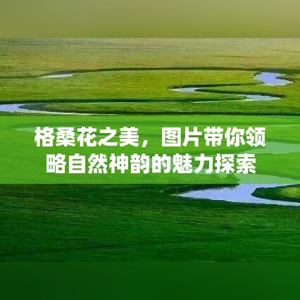 格桑花之美，图片带你领略自然神韵的魅力探索