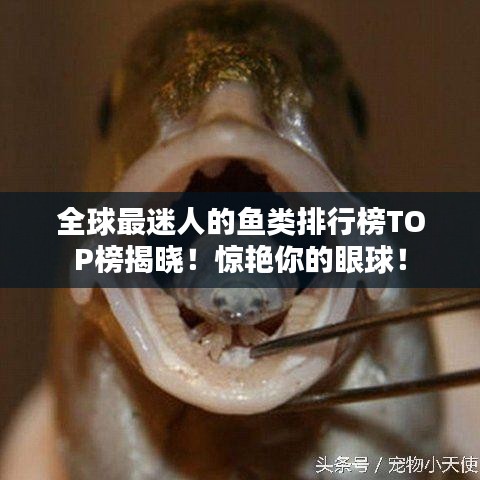 全球最迷人的鱼类排行榜TOP榜揭晓！惊艳你的眼球！