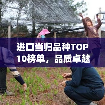 进口当归品种TOP10榜单，品质卓越之选