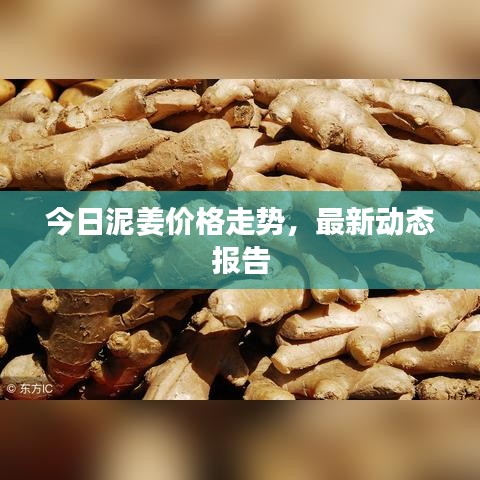 今日泥姜价格走势，最新动态报告