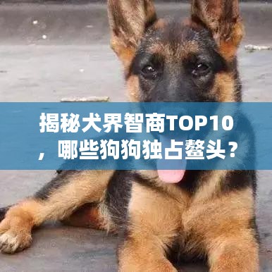 揭秘犬界智商TOP10，哪些狗狗独占鳌头？
