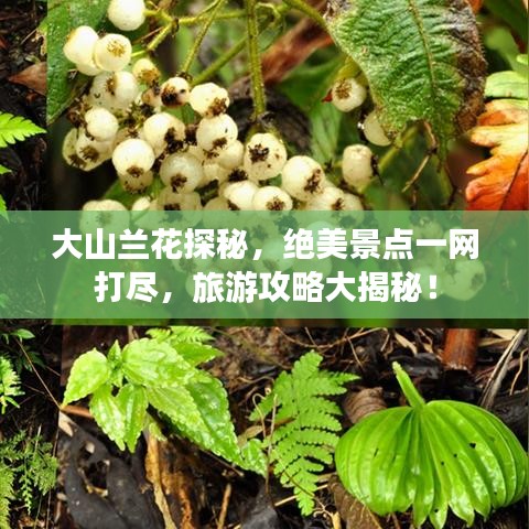 大山兰花探秘，绝美景点一网打尽，旅游攻略大揭秘！