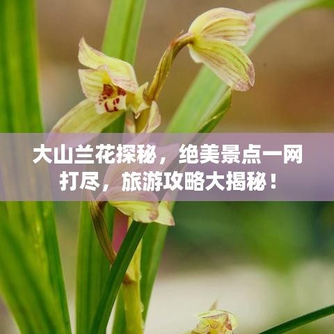 大山兰花探秘,绝美景点一网打尽,旅游攻略大揭秘!