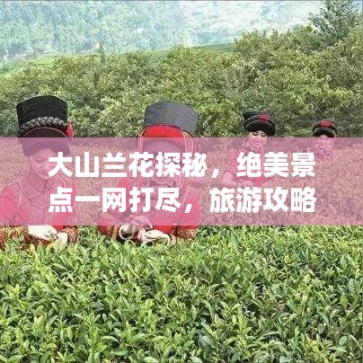 大山兰花探秘,绝美景点一网打尽,旅游攻略大揭秘!