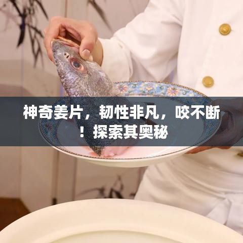 神奇姜片,韧性非凡,咬不断!探索其奥秘