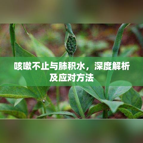 咳嗽不止与肺积水，深度解析及应对方法