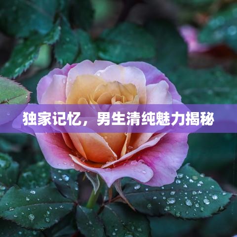 独家记忆，男生清纯魅力揭秘