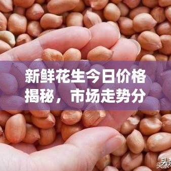新鲜花生今日价格揭秘,市场走势分析,购买指南全解析