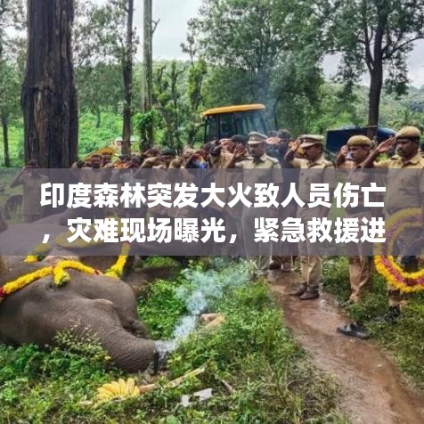 印度森林突发大火致人员伤亡，灾难现场曝光，紧急救援进行中