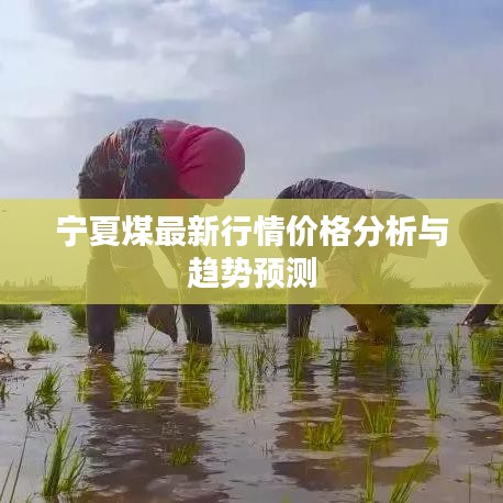 宁夏煤最新行情价格分析与趋势预测