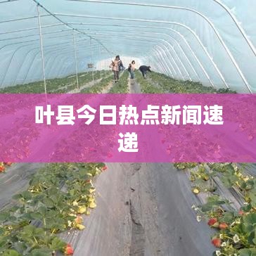 叶县今日热点新闻速递