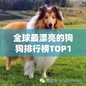 全球最漂亮的狗狗排行榜TOP10！