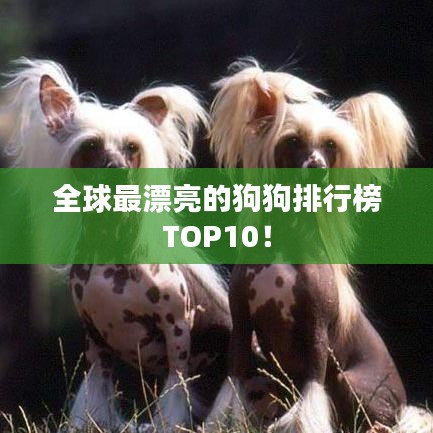 全球最漂亮的狗狗排行榜TOP10!