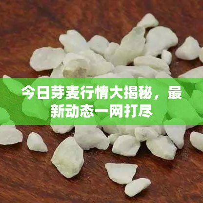 今日芽麦行情大揭秘，最新动态一网打尽
