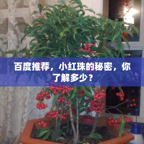 百度推荐，小红珠的秘密，你了解多少？