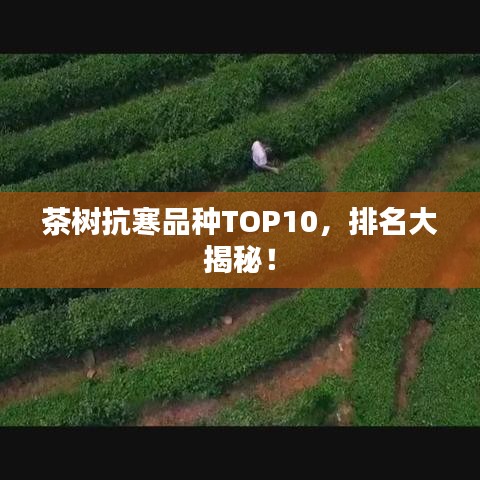 茶树抗寒品种TOP10，排名大揭秘！