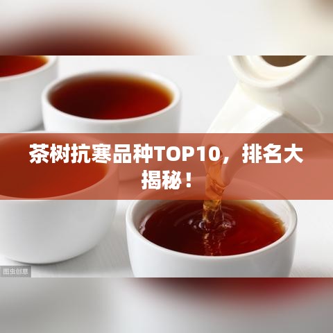 茶树抗寒品种TOP10,排名大揭秘!