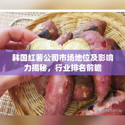 韩国红薯公司市场地位及影响力揭秘，行业排名前瞻