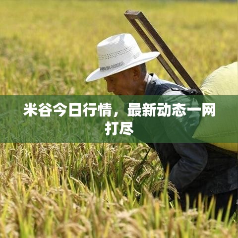 米谷今日行情,最新动态一网打尽