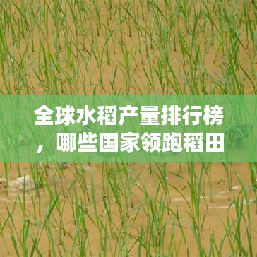 全球水稻产量排行榜,哪些国家领跑稻田丰收榜?