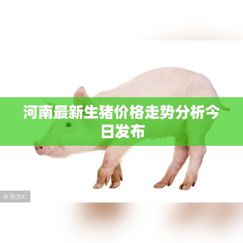 河南最新生猪价格走势分析今日发布