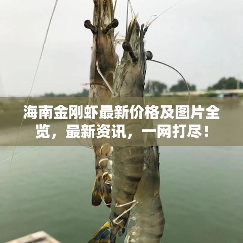 海南金刚虾最新价格及图片全览，最新资讯，一网打尽！