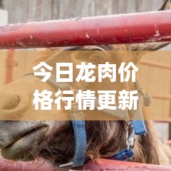 今日龙肉价格行情更新，最新市场走势分析