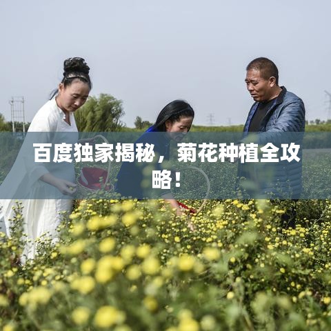 百度独家揭秘，菊花种植全攻略！