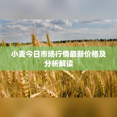 小麦今日市场行情最新价格及分析解读