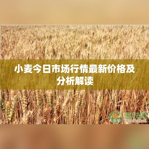 小麦今日市场行情最新价格及分析解读