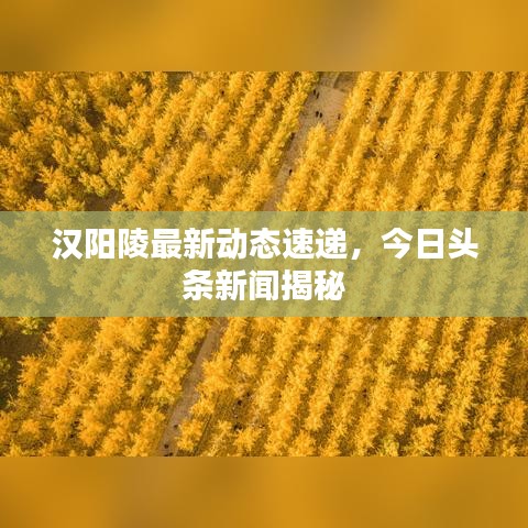 汉阳陵最新动态速递，今日头条新闻揭秘