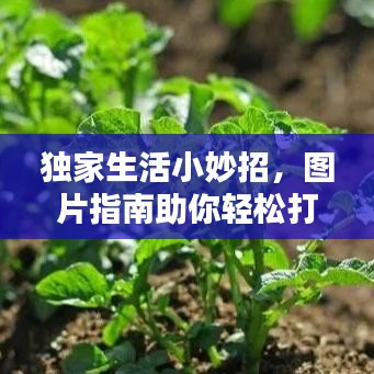 独家生活小妙招,图片指南助你轻松打造优质生活品质