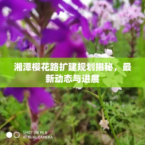 湘潭樱花路扩建规划揭秘,最新动态与进展