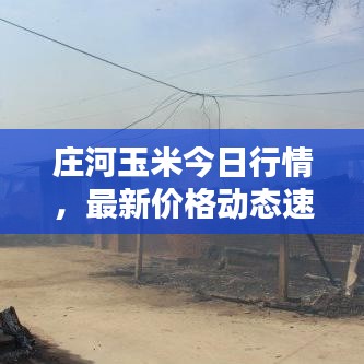 庄河玉米今日行情，最新价格动态速递