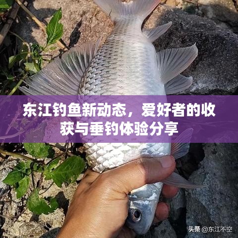 东江钓鱼新动态，爱好者的收获与垂钓体验分享