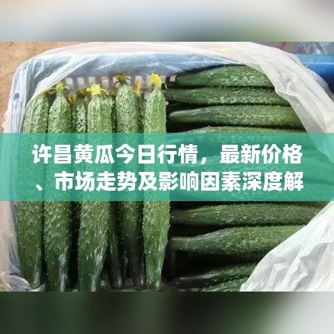 许昌黄瓜今日行情，最新价格、市场走势及影响因素深度解析