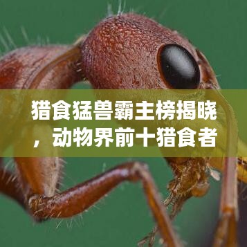 猎食猛兽霸主榜揭晓，动物界前十猎食者排名榜单！