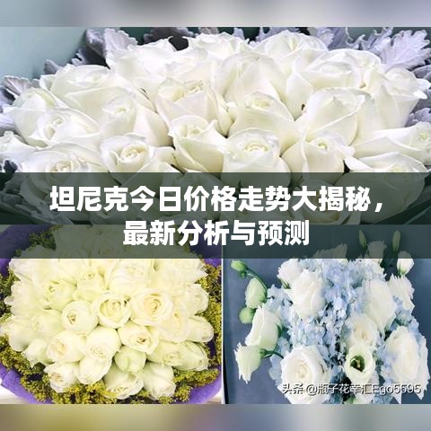 坦尼克今日价格走势大揭秘,最新分析与预测