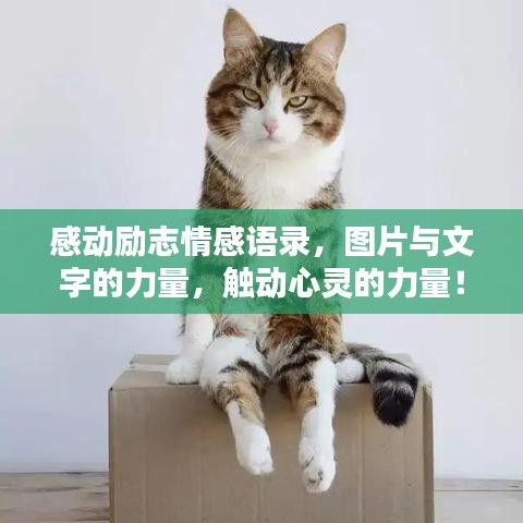 感动励志情感语录,图片与文字的力量,触动心灵的力量!
