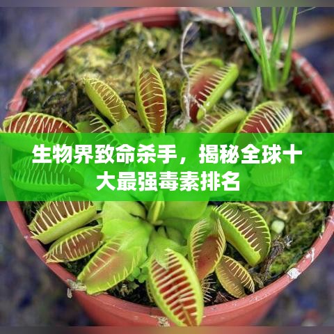 生物界致命杀手，揭秘全球十大最强毒素排名