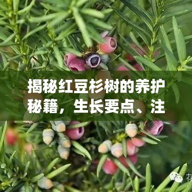 揭秘红豆杉树的养护秘籍，生长要点、注意事项全解析